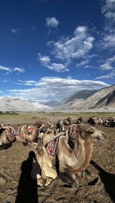 Ladakh himalayan Escape