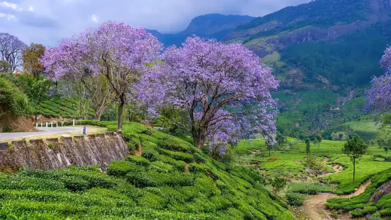 God's Own Kerala